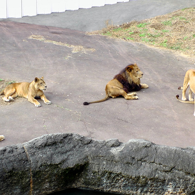 工事中にライオンが見られる場所