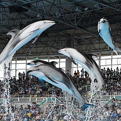 カマイルカ