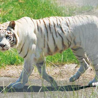 ホワイトタイガー