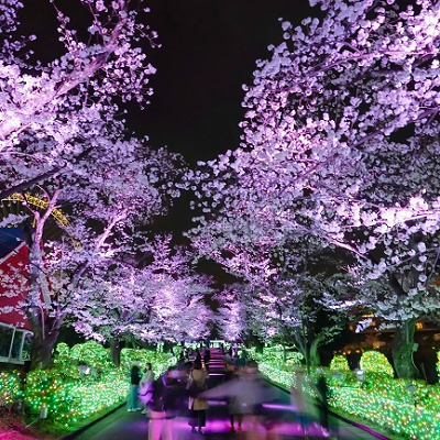 よみうりランド　夜桜ジュエルミネーション
