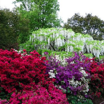 鮮やかな藤の花が楽しめます