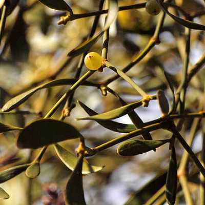 「ヤドリギの下ではキスをしなければいけません。」聞いたことありますか？