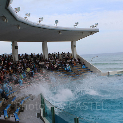 最後列までしぶきが飛ぶこともあるシャチのショー