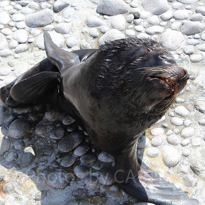 気持ちよさそうに日向ぼっこを満喫するオタリア