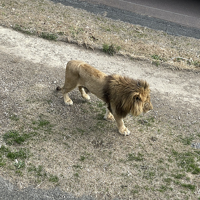 アドベンチャーワールドのライオン