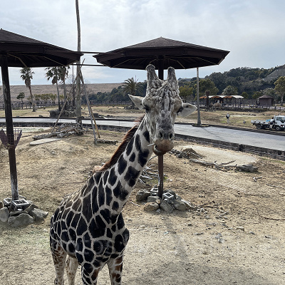 アドベンチャーワールドのサファリ