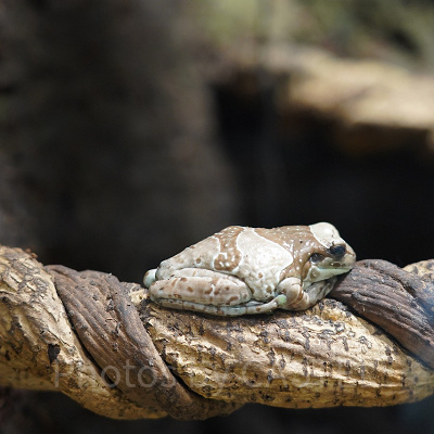 ジュウジメドクアマガエル