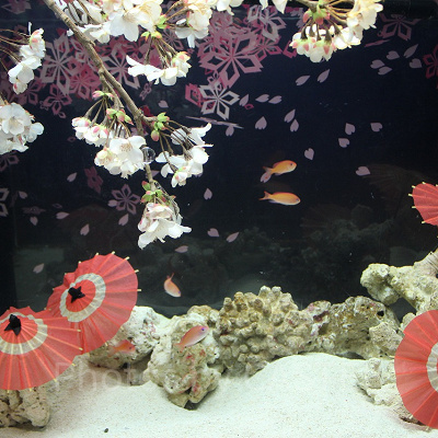 魚たちとの“お花見”がテーマの水槽