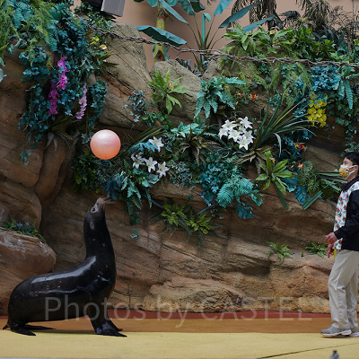 アニマルアトラクションの様子