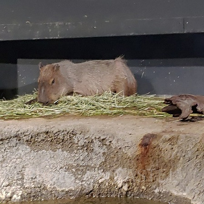 アクアジャングル