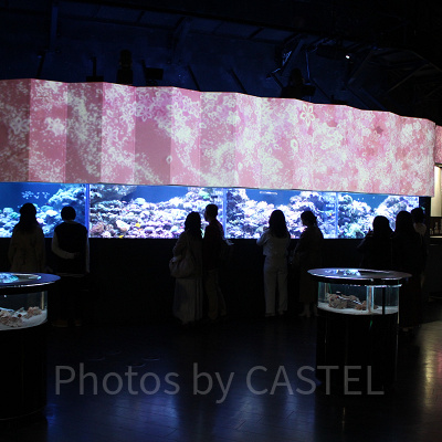 アクアパーク内「コーラルカフェバー」