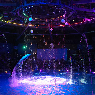 アクアパーク品川のイルカショー