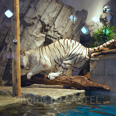 上手に木にまたがるアクアくん