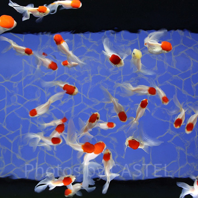 すみだ水族館では珍しい色・形の金魚がたくさん見られます