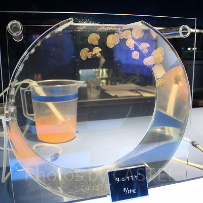 水族館生まれのクラゲの赤ちゃん