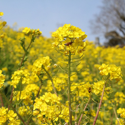 満開の菜の花にミツバチたちも忙しそう
