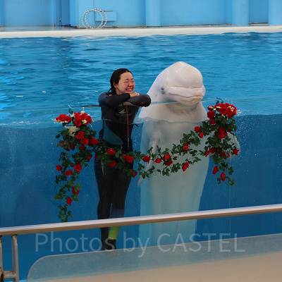 愛らしさいっぱいのシロイルカ