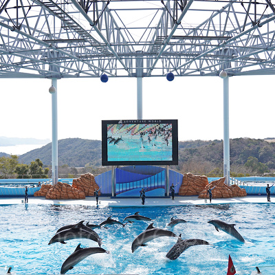 バンドウイルカ