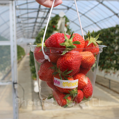 新鮮ないちごを持ち帰ろう！