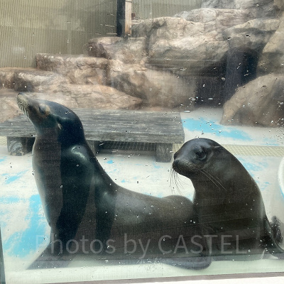 カリフォルニアアシカ