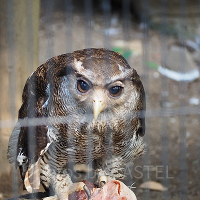 元気なフクロウたちの姿も要チェック！