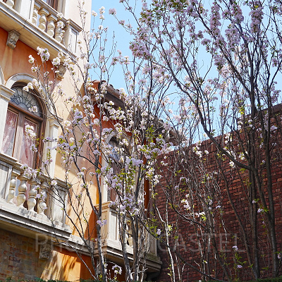 リストランテ・ディ・カナレット入口の桜