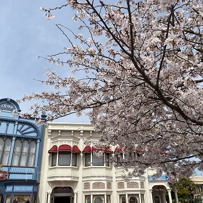 ディズニーに咲いている桜