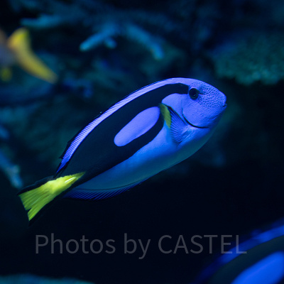 サンシャイン水族館の混雑状況：狙い目①