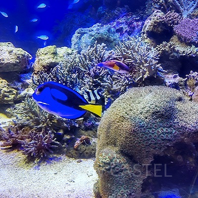 コーラルリーフ水槽