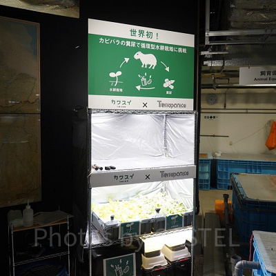 カピバラのフンから作った有機肥料で野菜を栽培