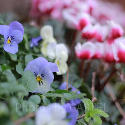 ディズニーランドは季節により様々な花が咲きます。