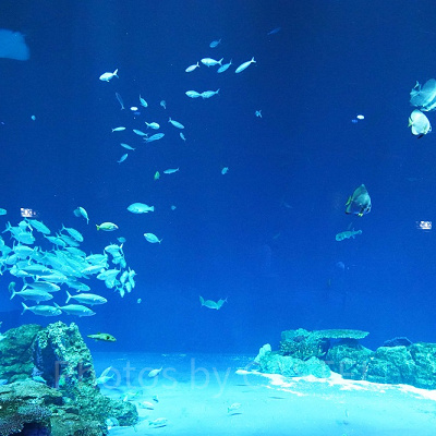 DMMかりゆし水族館	