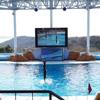 イルカとトレーナー