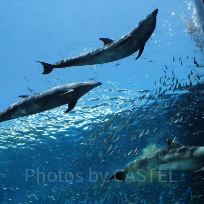 ドルフィン ファンタジーのバンドウイルカ