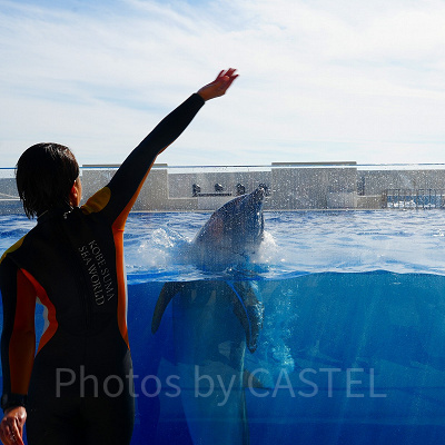 神戸須磨シーワールドのイルカショー：お早めの到着がおすすめ