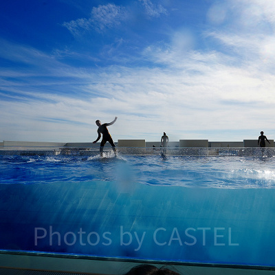 神戸須磨シーワールドのイルカショー：見どころ