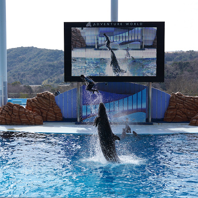 ショーをするイルカ