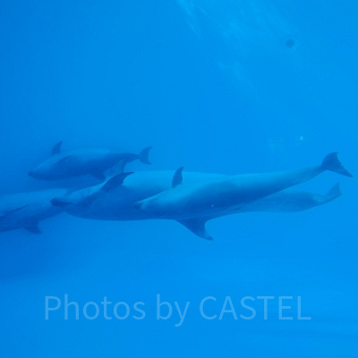 泳ぎ回るイルカたち