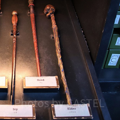 ニワトコ（11/25～12/22）