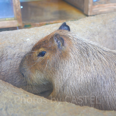 新江ノ島水族館（えのすい）：カピバラ