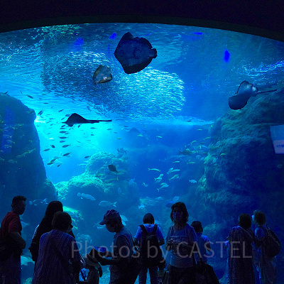 新江ノ島水族館（えのすい）：相模湾大水槽