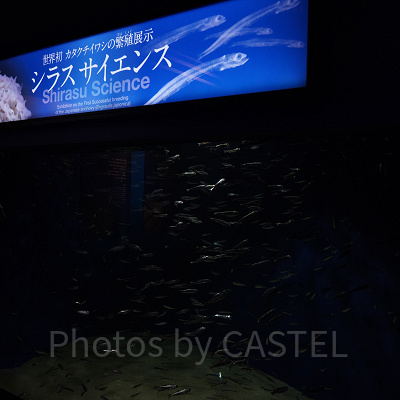 新江ノ島水族館（えのすい）：世界初のシラス繁殖展示