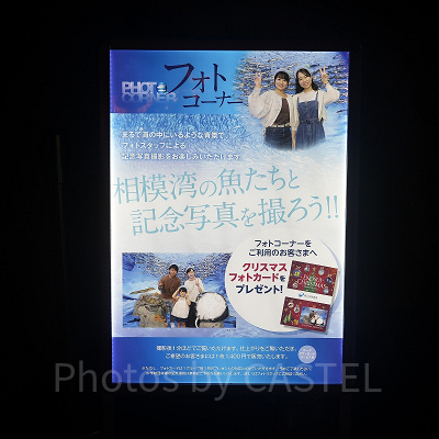 えのすいクリスマス：あわたんとのフォトスポット