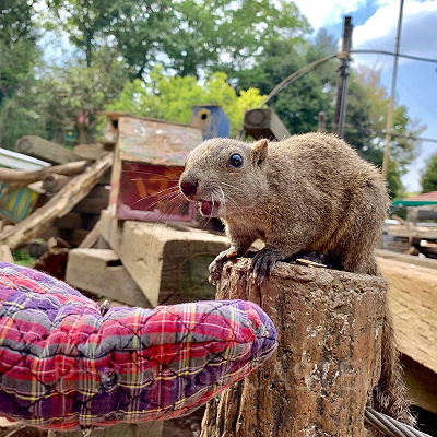 リスに餌やり体験！