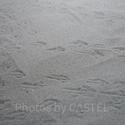 フェアリーペンギンの足跡