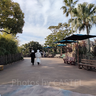 2023年2月ディズニーシー混雑状況レポート：ロストリバーデルタ（9:30頃）