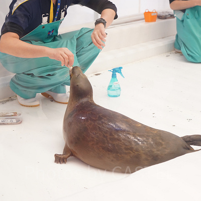 ワモンアザラシのエサやりの様子