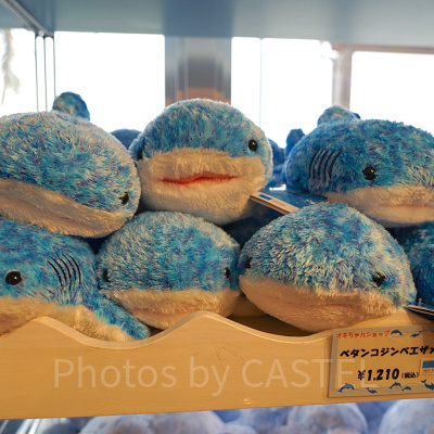 美ら海水族館のペタンコジンベエザメ（Mサイズ）