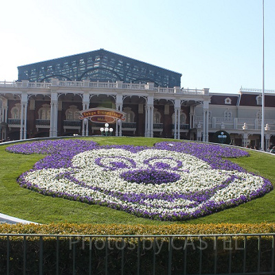 ディズニーランドエントランスの花壇
