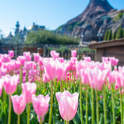 ザンビ坂の花壇<br />設定:22㎜ SS1/250 F5.6 ISO100